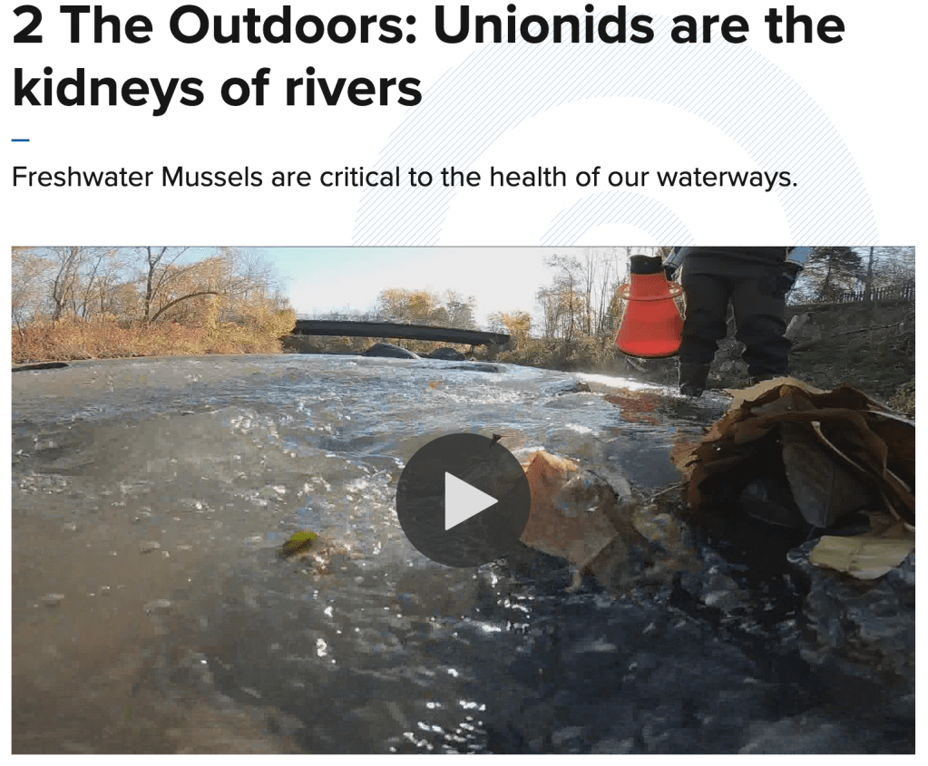 Video clip from a WGRZ Buffalo news story about unionid mussels being the 'kidneys' of rivers.